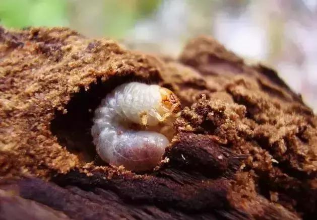 蔬菜苗期地下害虫防治,蔬菜害虫最佳防治方法