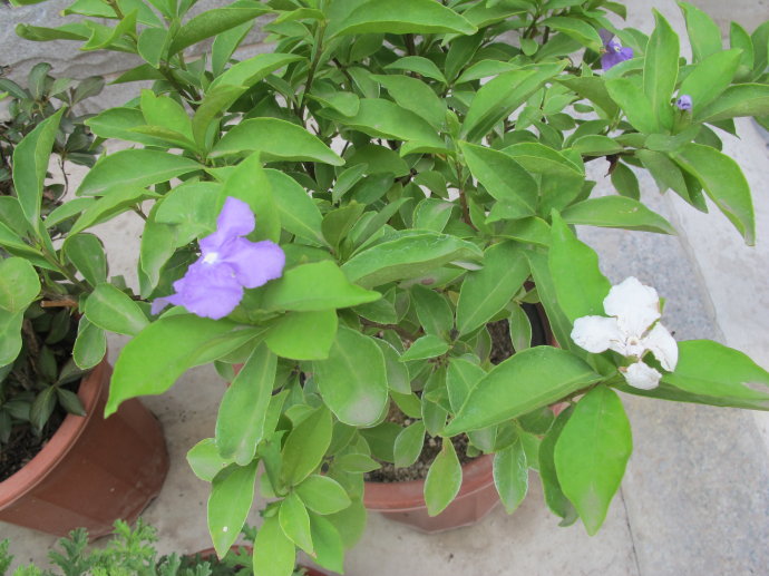 双色茉莉花不开花怎么办,双色茉莉花不完全盛开就蔫了