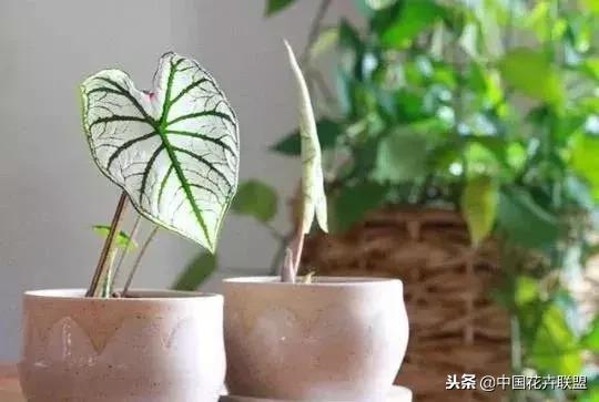 打翻了调色盘的花,打翻了调色盘的美景