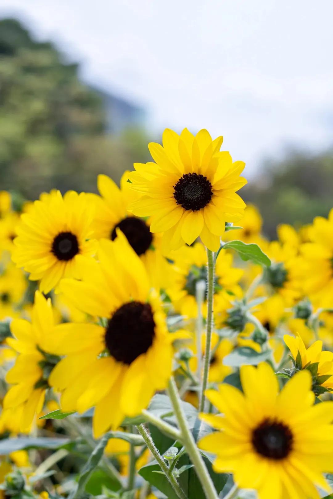 广州花都公园景点地图 (花都旅游景点分布图高清版)