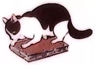 训练猫时可以给猫吃什么,训练猫捕食