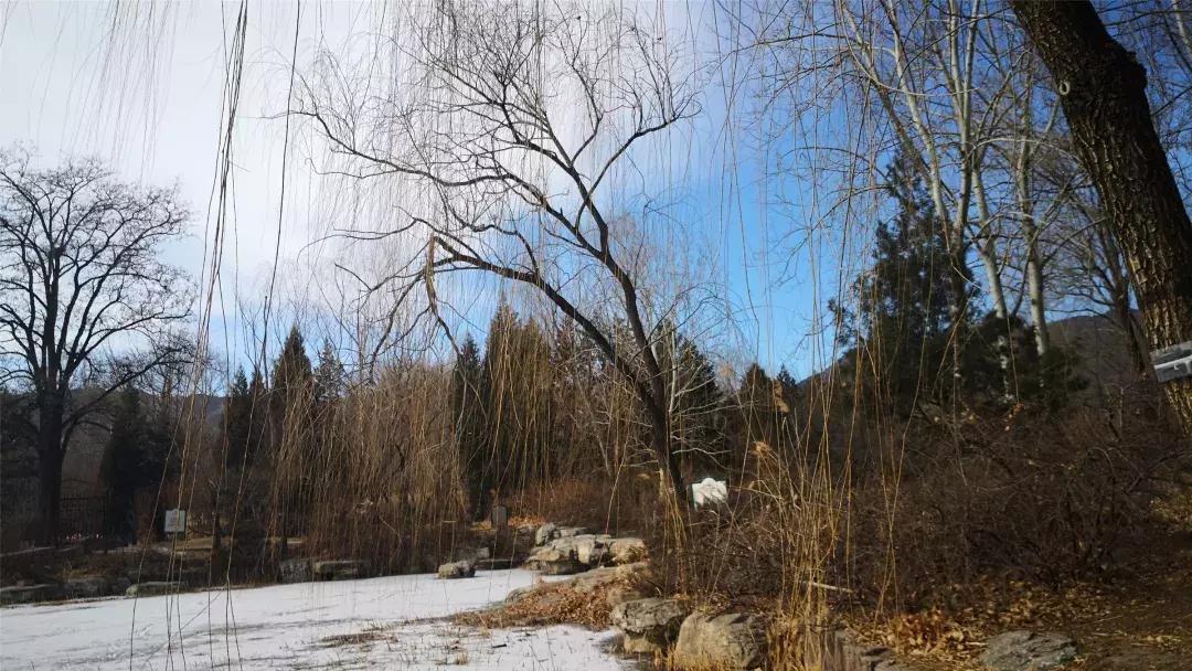 美美美！海淀这个地儿，万株兰花惊艳来袭，你招架的住吗？