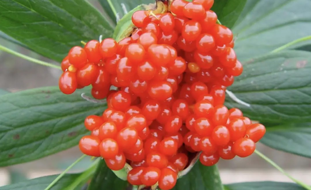 热带雨林最珍贵的植物,七叶一枝花濒危植物