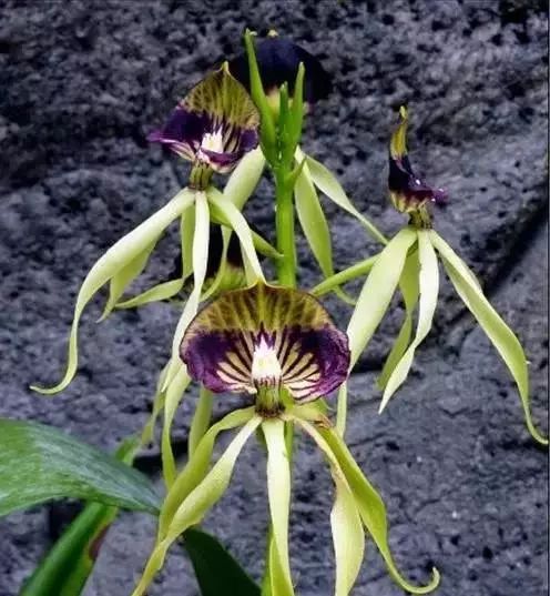 世界顶级奇花异卉,最美奇花异卉