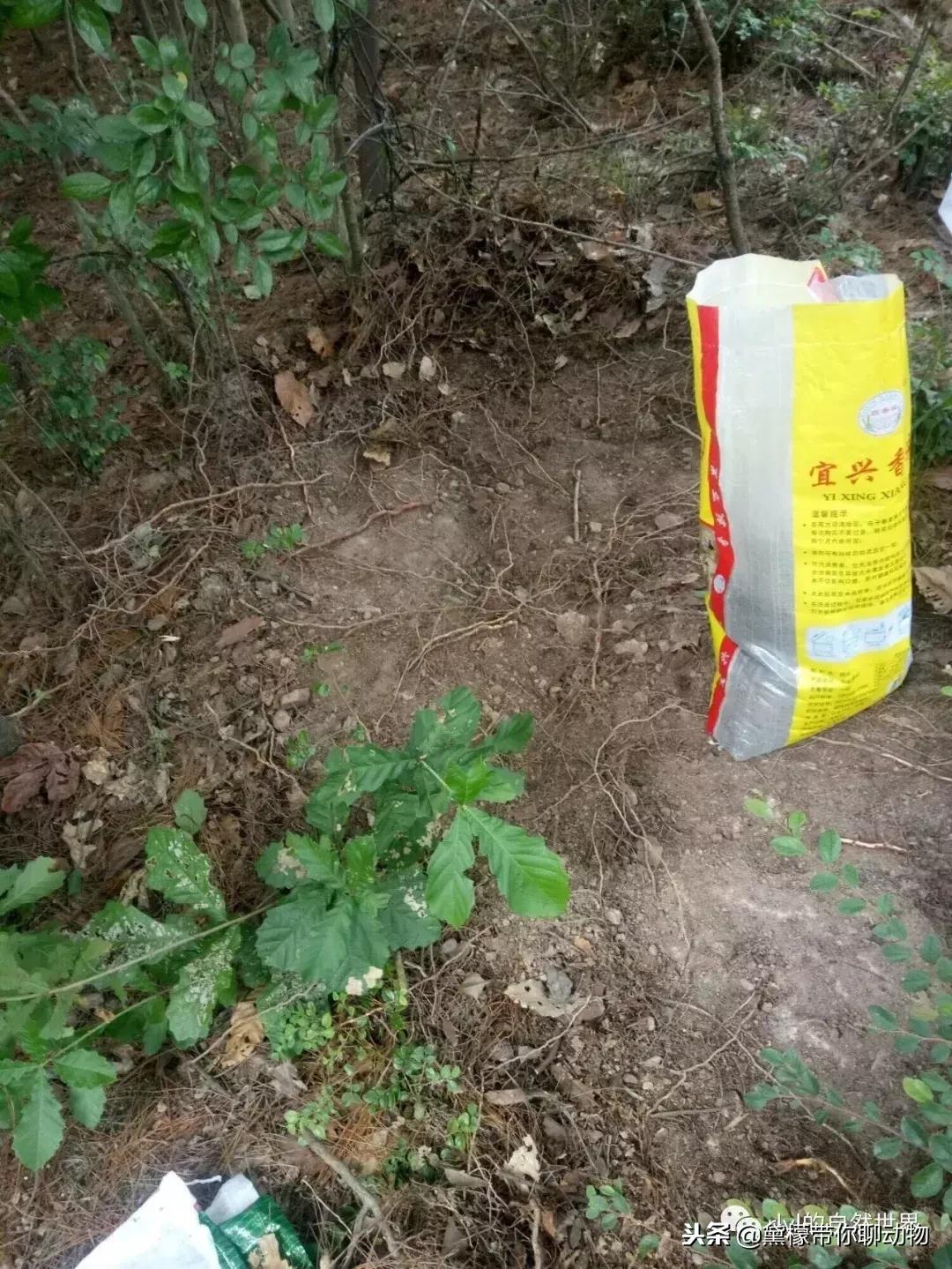 丛林造景黄缘龟池设计图大全,龟宝宝黄缘龟生态缸造景教程