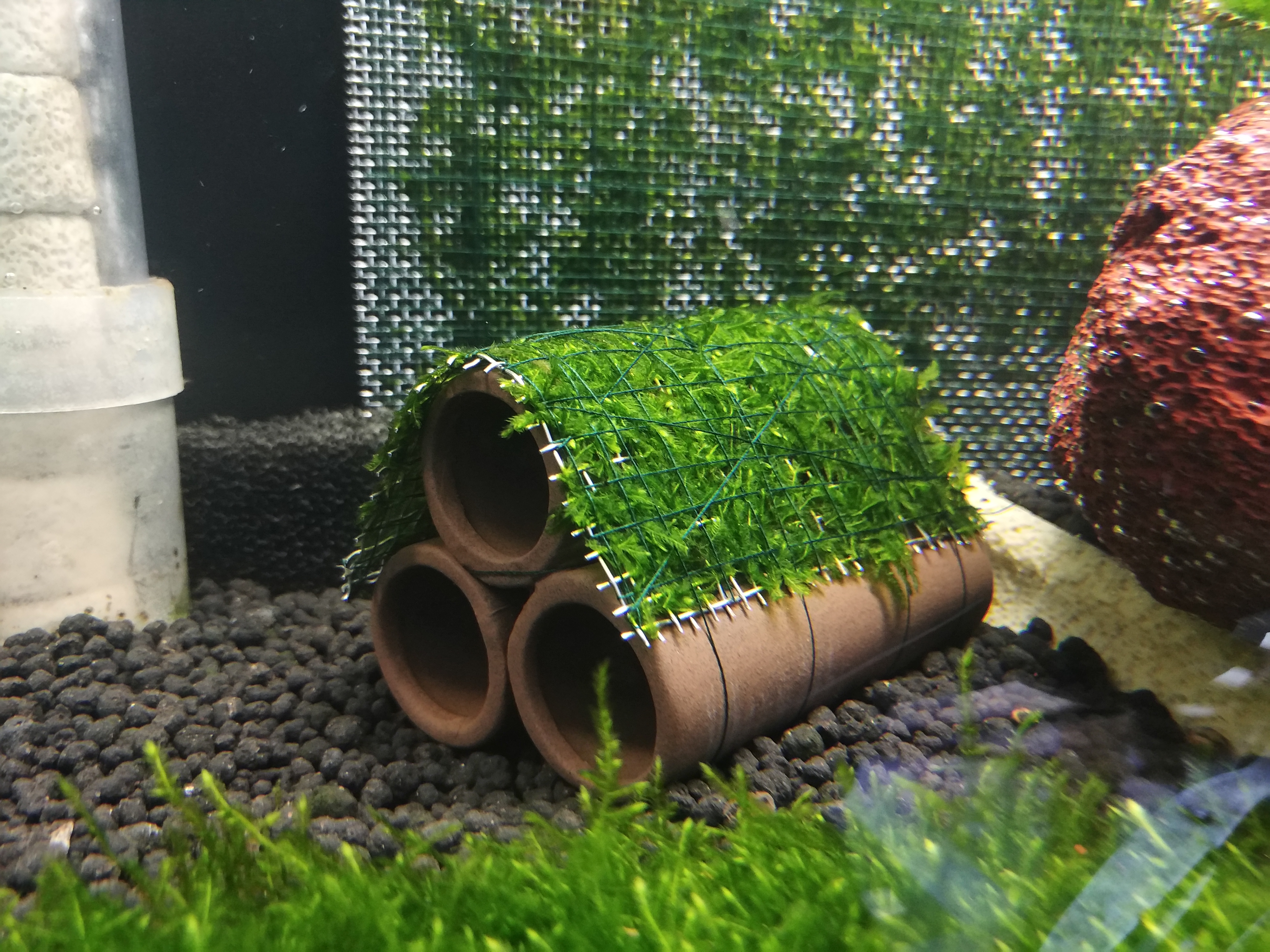 红白纯血水晶虾怎么养好,红白水晶虾的正确养殖方法