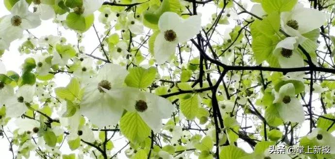 五一小长假四川境内游,五一节去四川哪里旅游攻略