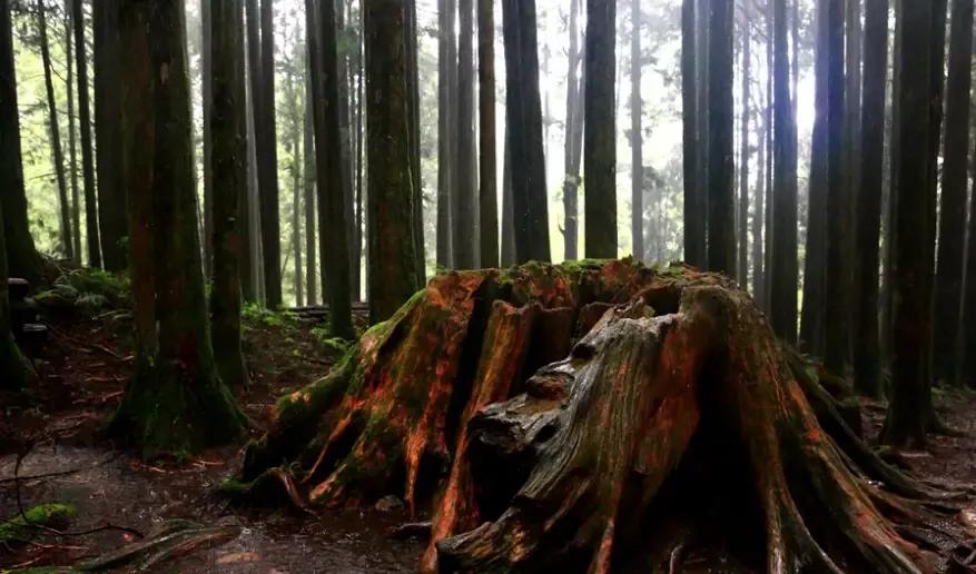 宝岛阿里山风景,山水风景台湾阿里山