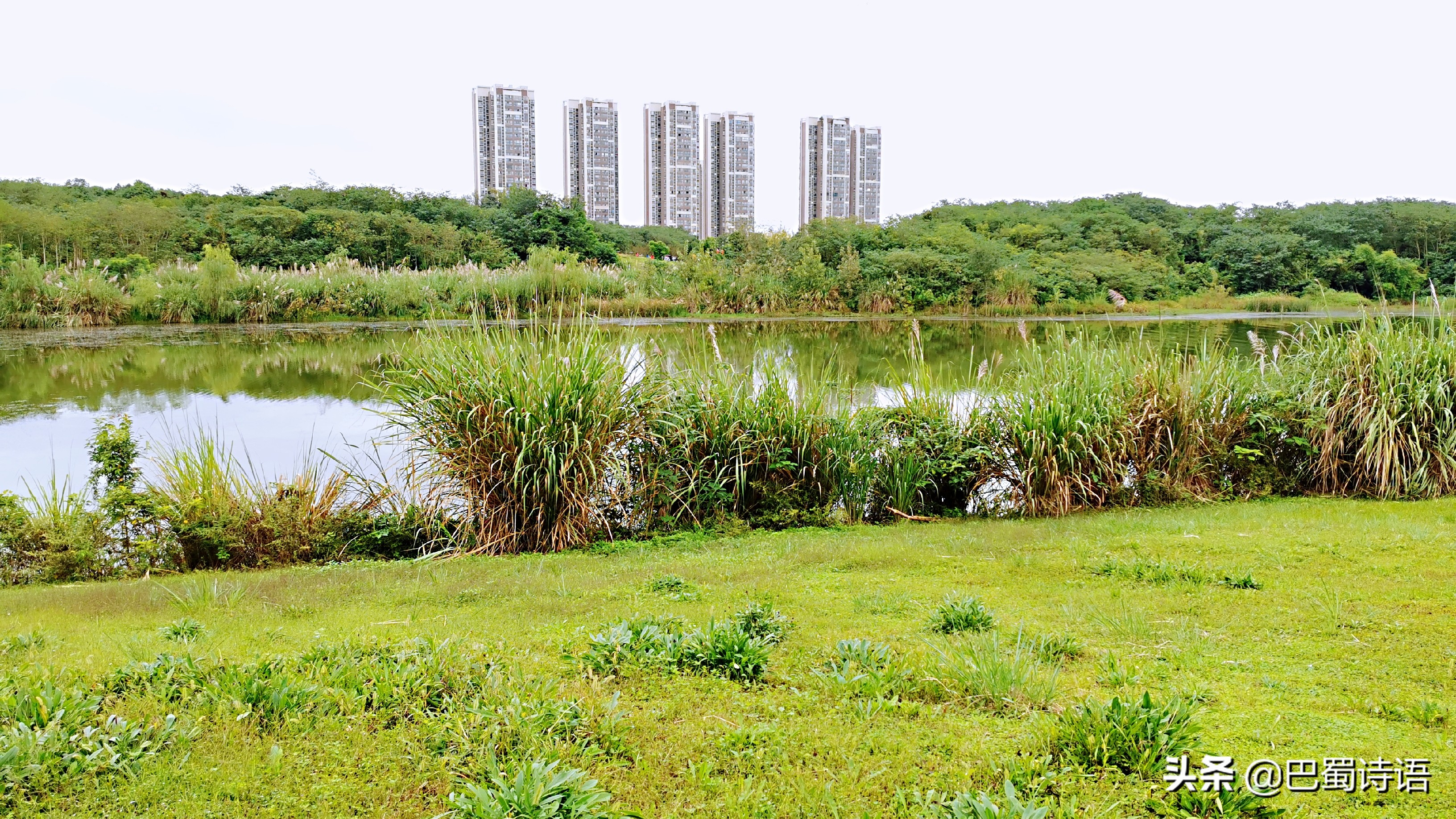 青龙湖短文,玄武湖优美散文