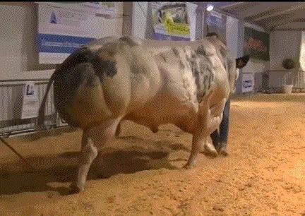 比利时蓝牛健美,动物界健美冠军比利时蓝牛