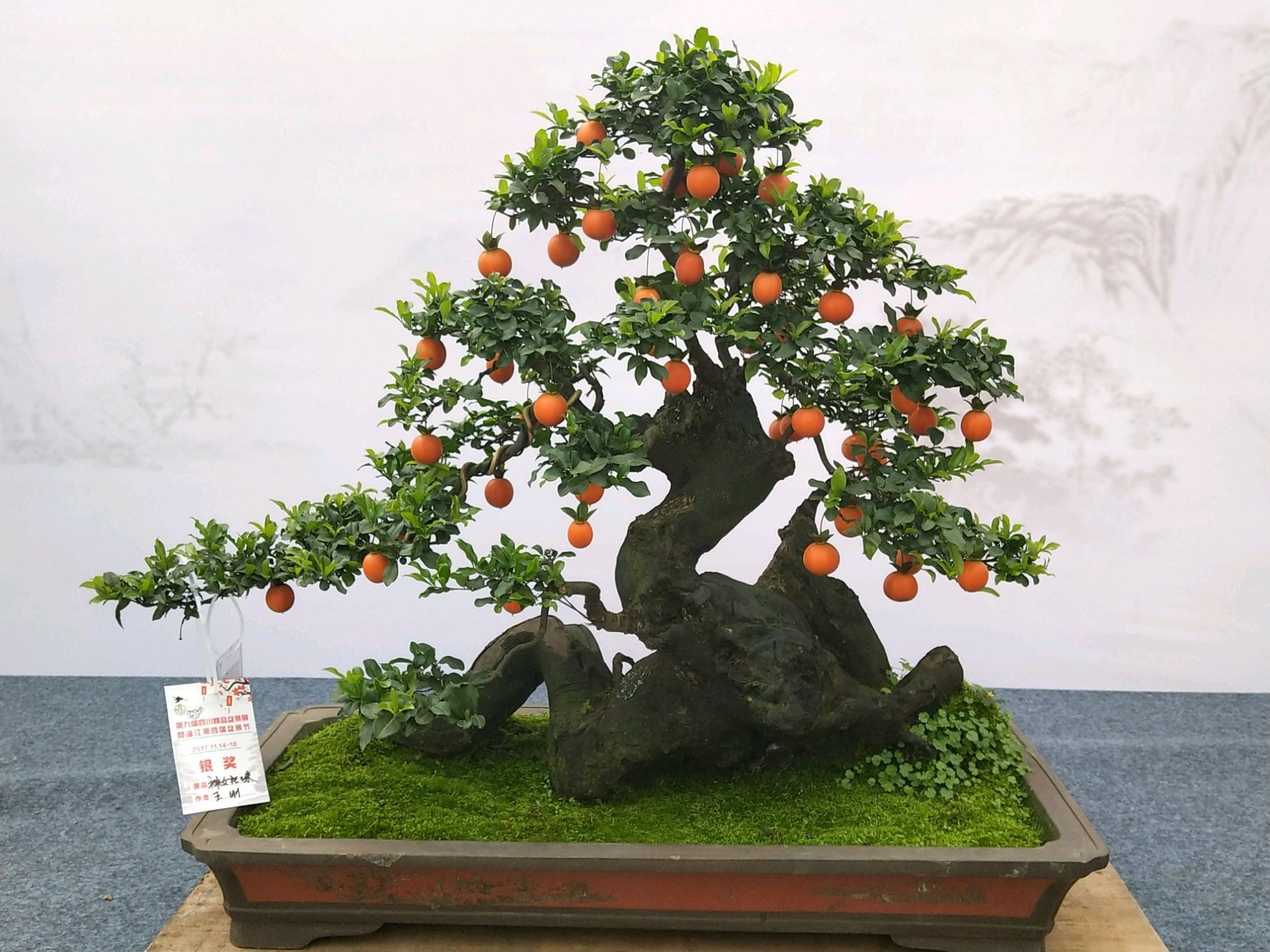 金弹子盆景怎么养才会长得快,金弹子盆景怎么养才能多结果