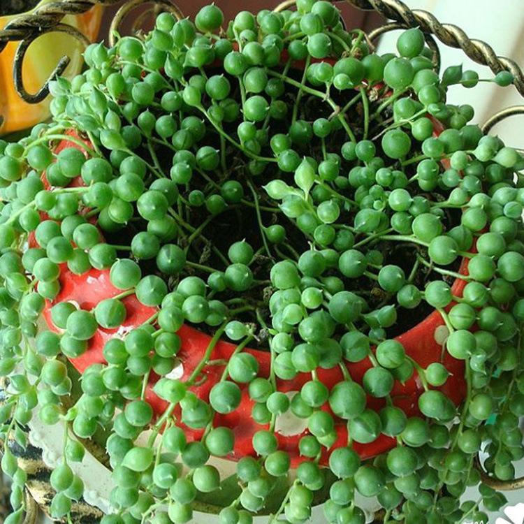 一株珍珠吊兰怎么养爆盆,一串珍珠吊兰怎么爆盆
