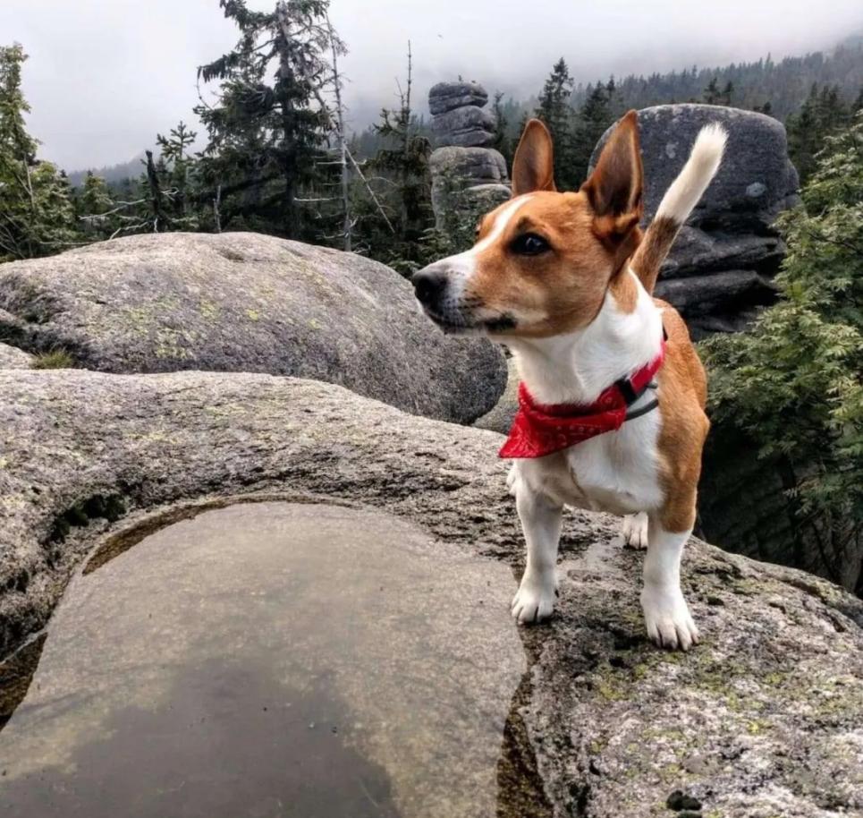 金毛掉进下水沟,金毛掉进下水道狗狗拼命相救