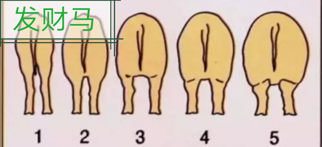 母猪妊娠期的饲养管理视频,母猪妊娠期的饲养管理