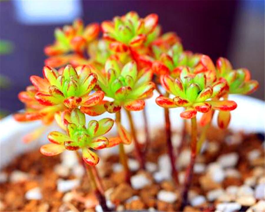 会爆盆的小多肉,多肉小人祭开花
