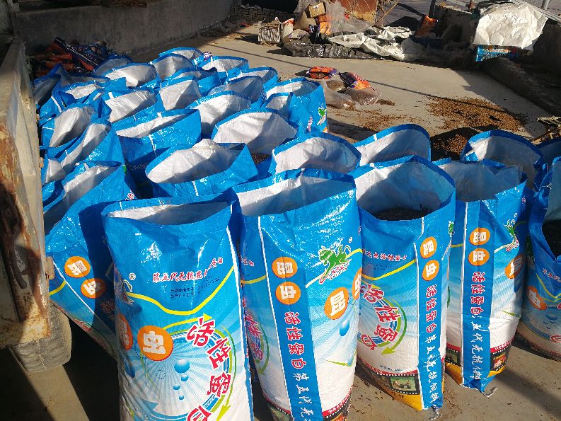 黑水虻自动化养殖全过程,黑水虻幼虫在水产养殖中的应用