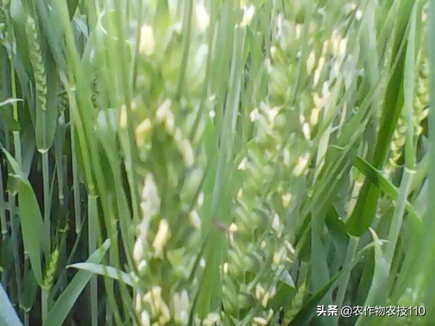 赤霉病在麦粒上的表现,小麦赤霉病麦粒什么样