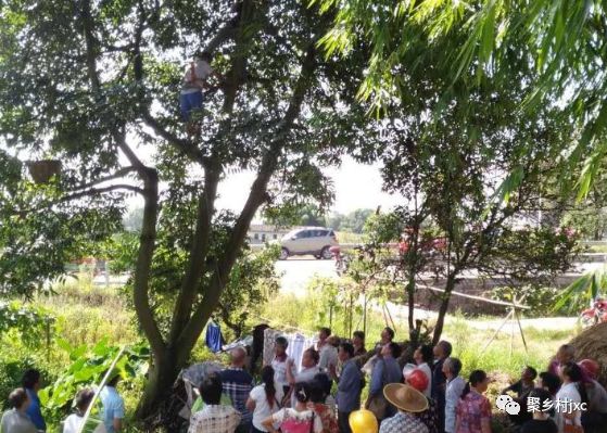 重庆江津石蟆青果,江津石蟆青果