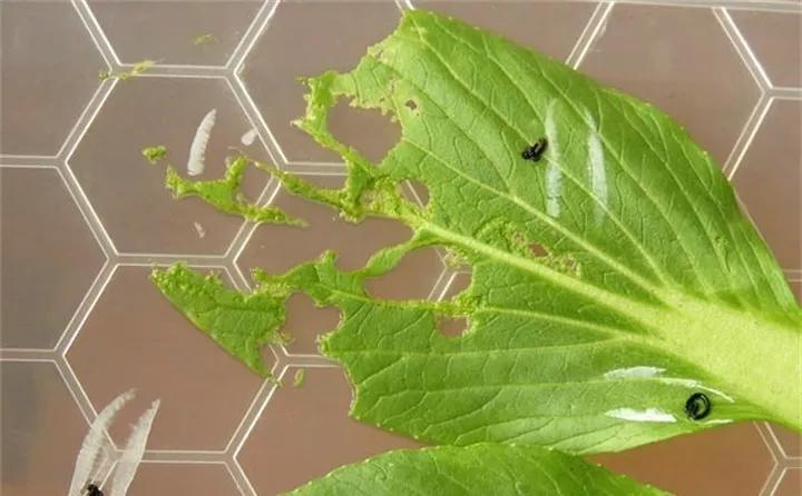 养花的虫害分类及防治,养花如何预防虫害视频教程