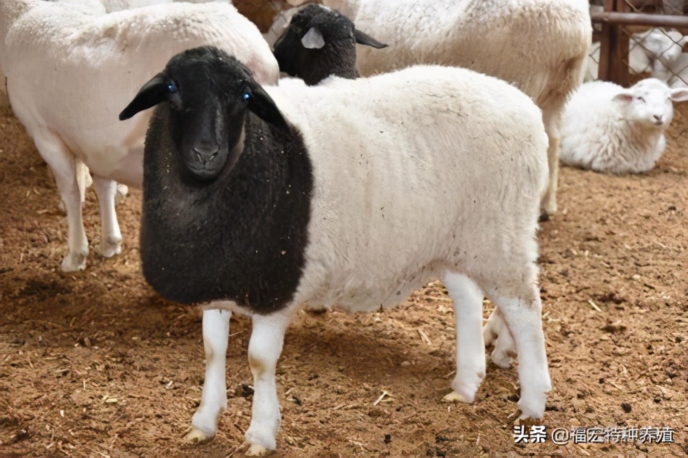 小尾寒羊和杜泊绵羊哪个适合养,杜泊绵羊母羊养殖视频