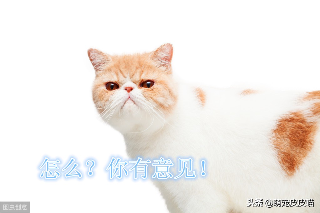 猫咪对着主人放屁是为什么,猫咪放屁特别臭是怎么回事