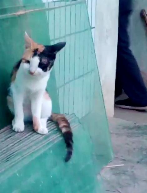 铲屎官拍下有趣一幕小奶猫照镜子,铲屎官迷惑宠物猫咪