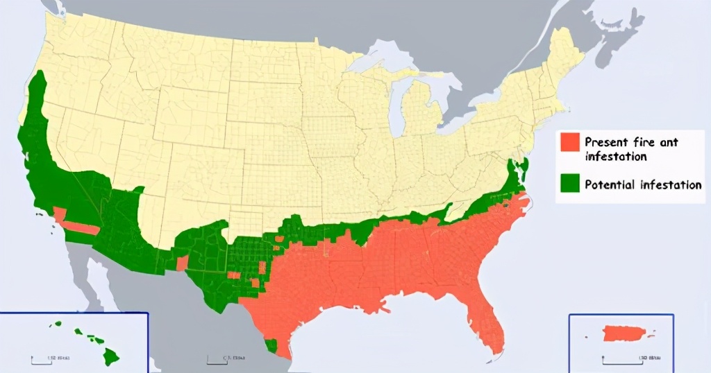 危害最大的入侵物种红火蚁,红火蚁是如何入侵我国的