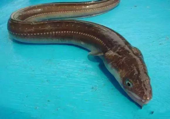 海南渔民整理的海鲜大全,渔民海鲜介绍