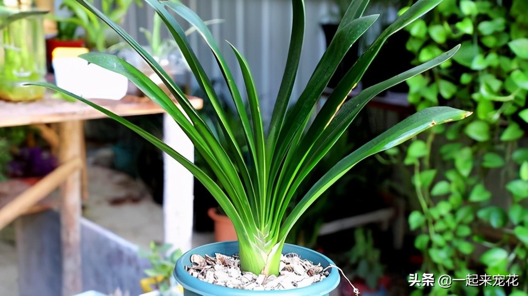 君子兰夏季怎样防病虫,夏季君子兰的养殖方法和注意事项