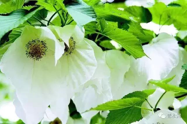 世界珍稀植物红豆杉,红豆杉等珍稀植物自然资源