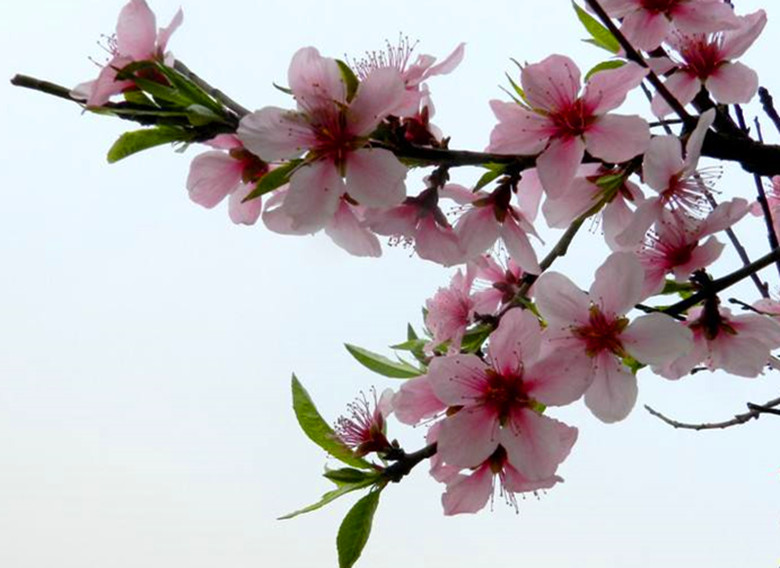 正官坐下食神如何取象,食神取象是什么意思