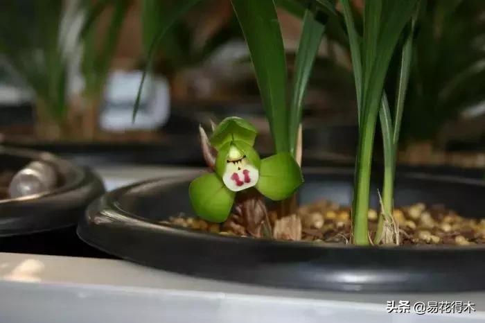 春兰大富贵春剑大富贵区别,春兰大富贵vs春剑大富贵