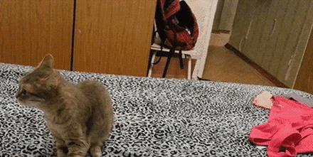 猫狗常用药品大全,猫狗必备药