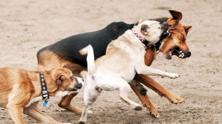 辟谣狗狗每年不需要打预防针,辟谣狗狗近亲