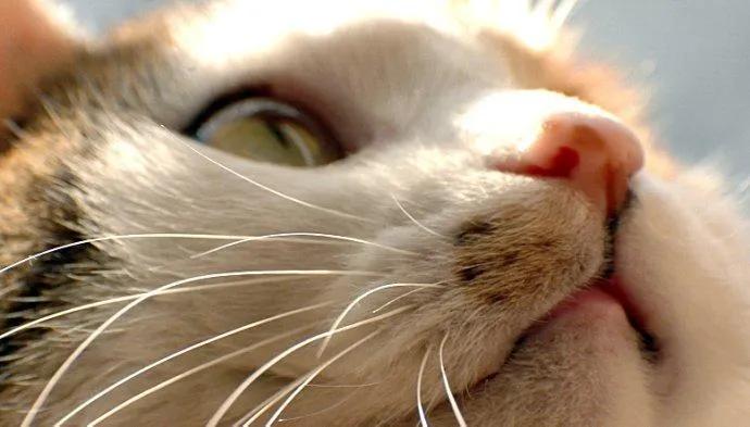 “猫咪胡子掉，好事要发生？”不要太盲目，也可能是疾病导致