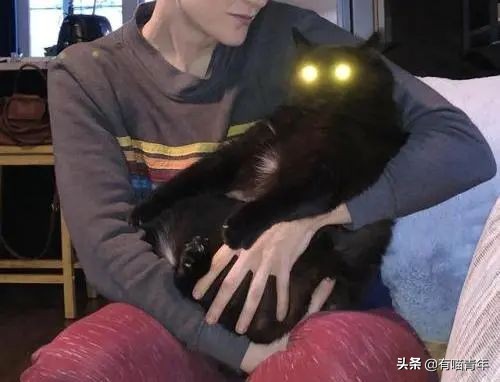 橘猫为什么是魔鬼,橘猫的恐怖之处