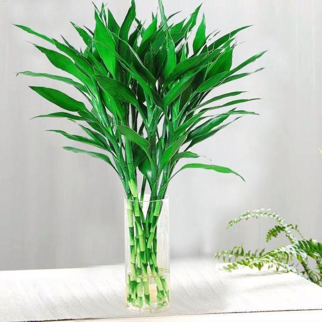 寓意财旺的花,十大吉祥花开图片