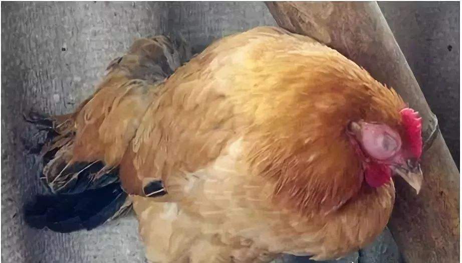 鸡子脸肿流泪喂啥药,引起鸡肿头肿脸的疾病