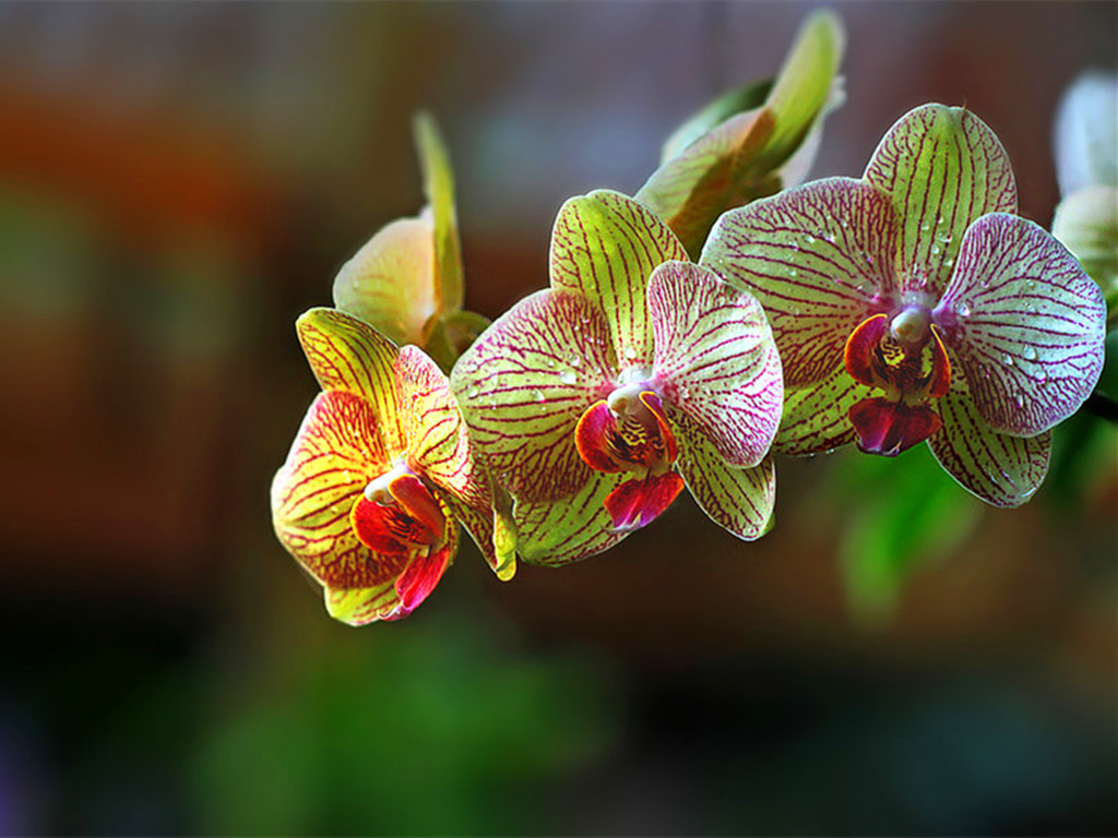 蝴蝶兰叶子黄了怎么救,蝴蝶兰叶子晒坏了怎么办