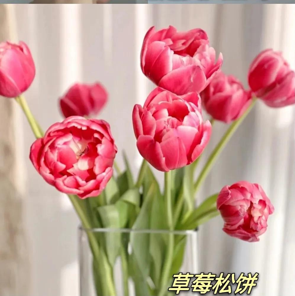 郁金香又叫什么名字,不同颜色郁金香的名字