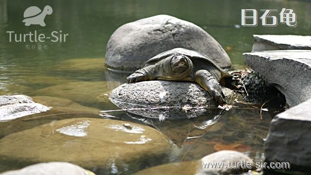 乌龟冬眠是几月份到几月份吃食物,乌龟冬眠之后眼睛睁不开了怎么办