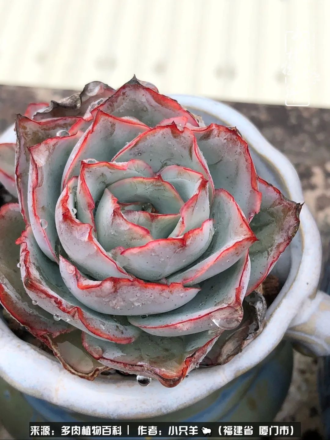 多肉像葡萄一样,多肉像铃兰一样