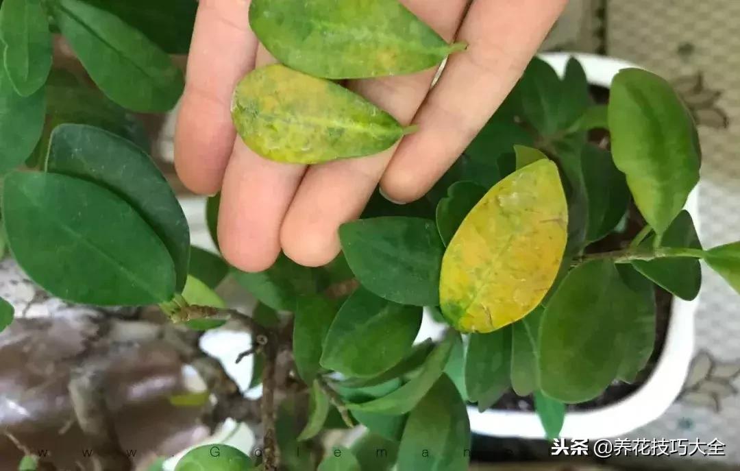 高锰酸钾除盆栽霉菌,植物有霉菌怎么处理
