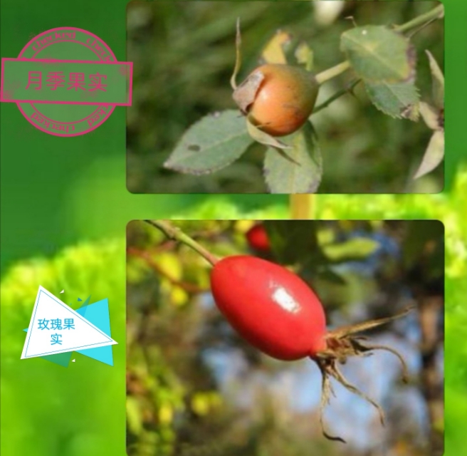 区分月季和玫瑰的正确方法,蔷薇属中的蔷薇月季玫瑰如何区别