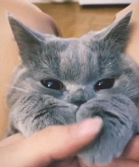 英国短蓝猫好养吗,千万别养蓝猫