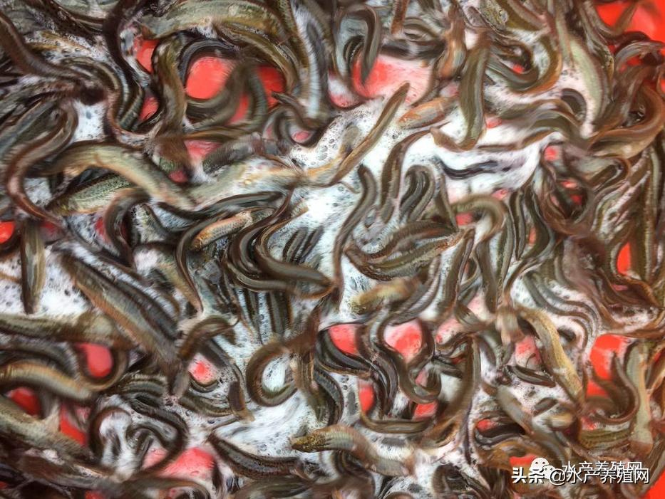 歇菜!去年大面积赚钱,今年大面积亏本!曾经的网红泥鳅,未来在哪里?
