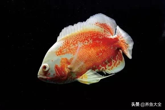 教你识鱼,地图鱼辨别