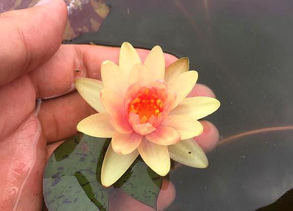 碗莲花的栽培方法图解大全,碗莲种子和普通莲花种子什么不同