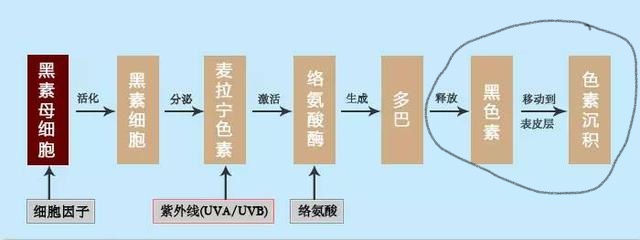烟酰胺维c润肤乳真能美白吗,维生素c烟酰胺真的能美白皮肤吗