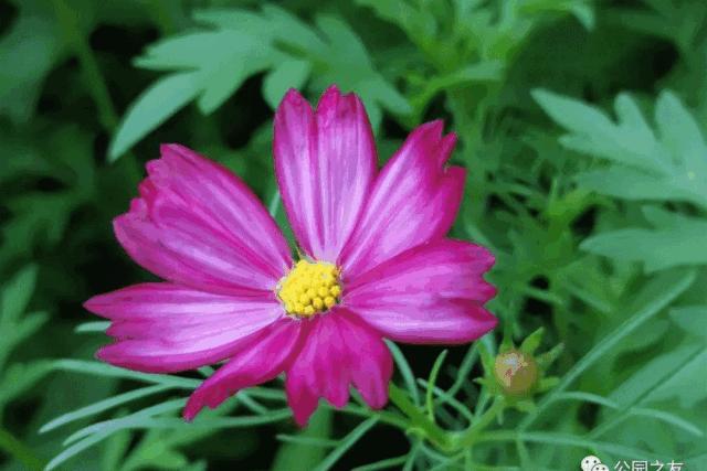 深圳5月哪里有花海看,深圳五一哪里可以看花海